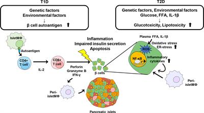 Therapeutic Strategies for Diabetes: Immune Modulation in Pancreatic β Cells